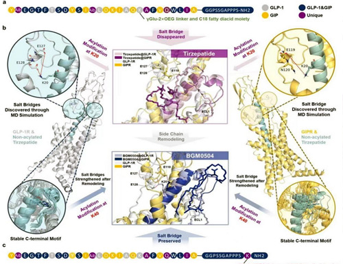 Nature Study Reveals: AI and Molecular Dynamics Designed BGM0504 Exhibits Superior Potency