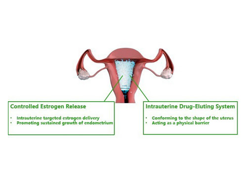 estradiol to the endometrium