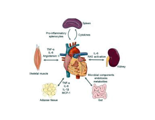 Cardiometabolic Risk Factors 