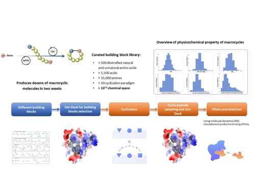 RiDYMO® develops a cyclic peptide targeting the 