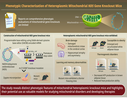 A Korea University study identifies mitochondrial dysfunction as a key factor in cognitive and metabolic impairments, offering insights into potential treatments