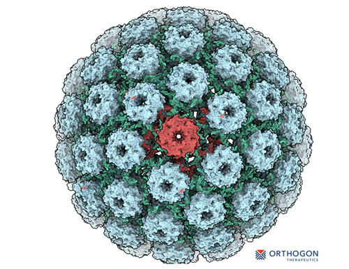 To advance the first oral therapy for BK Polyomavirus, Orthogon Therapeutics closes an oversubscribed $5.2M financing